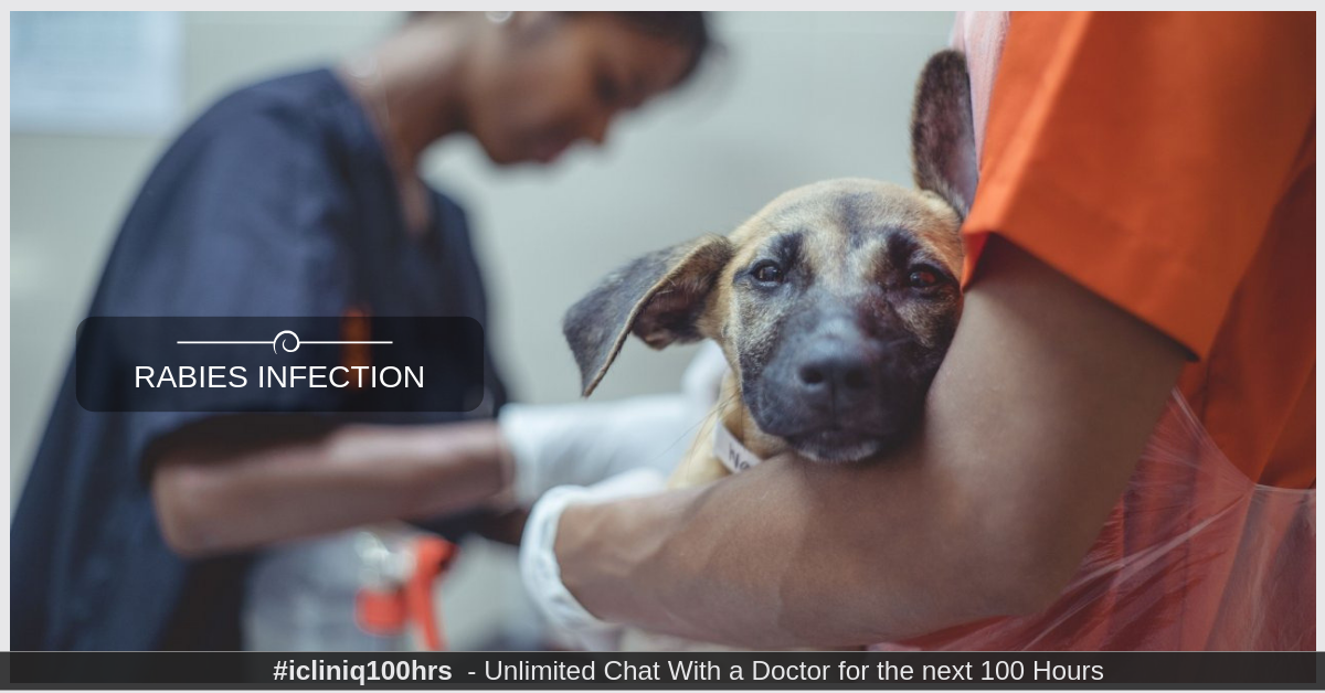 CDC ΗΠΑ: Τι να κάνετε αν σας δαγκώσει ζώο που έχει μολυνθεί από τον ιό της λύσσας;