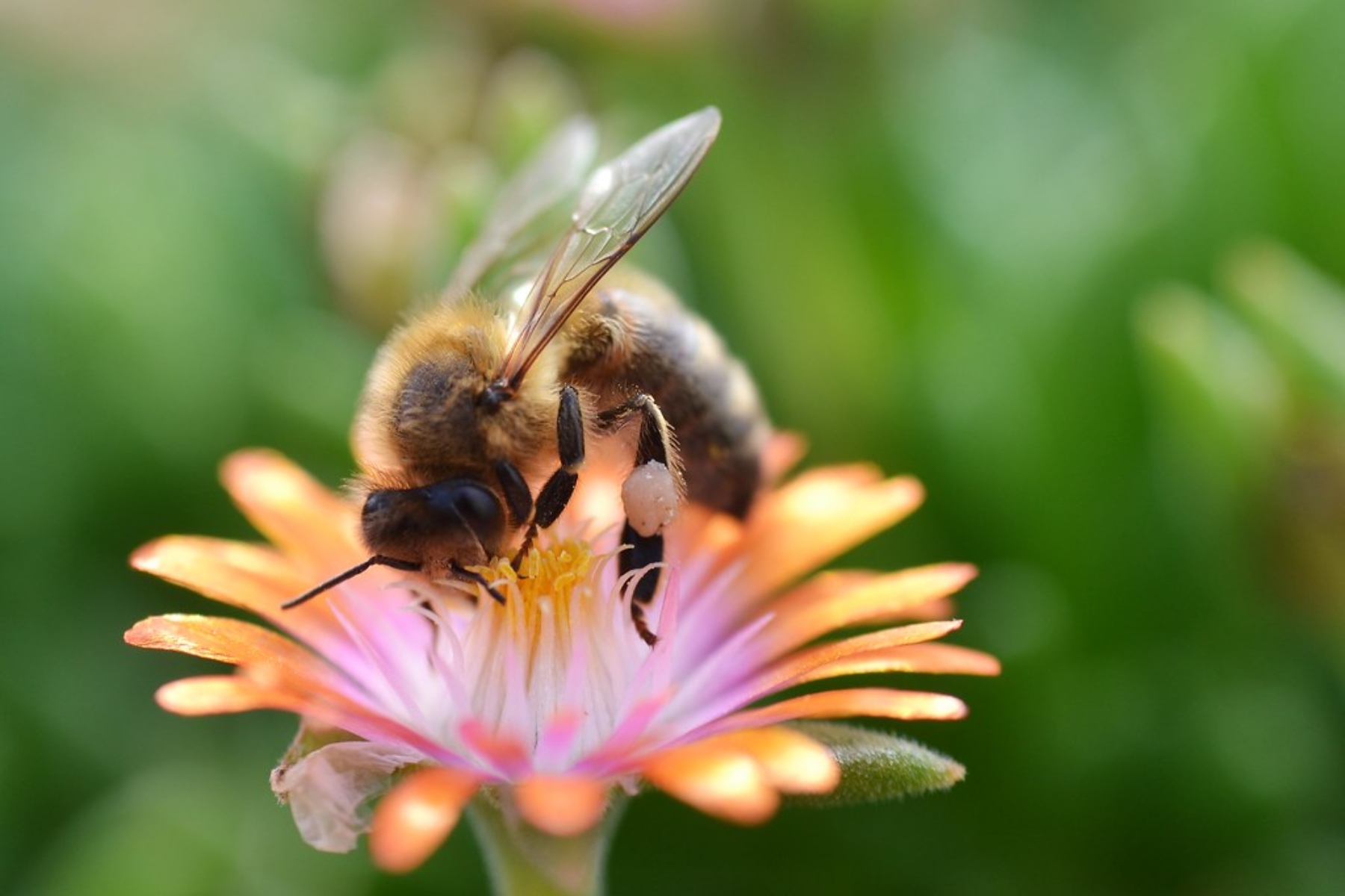 Παγκόσμια Ημέρα Μέλισσας 2022: Γιορτάζοντας την ποικιλομορφία των μελισσών και των συστημάτων μελισσοκομίας