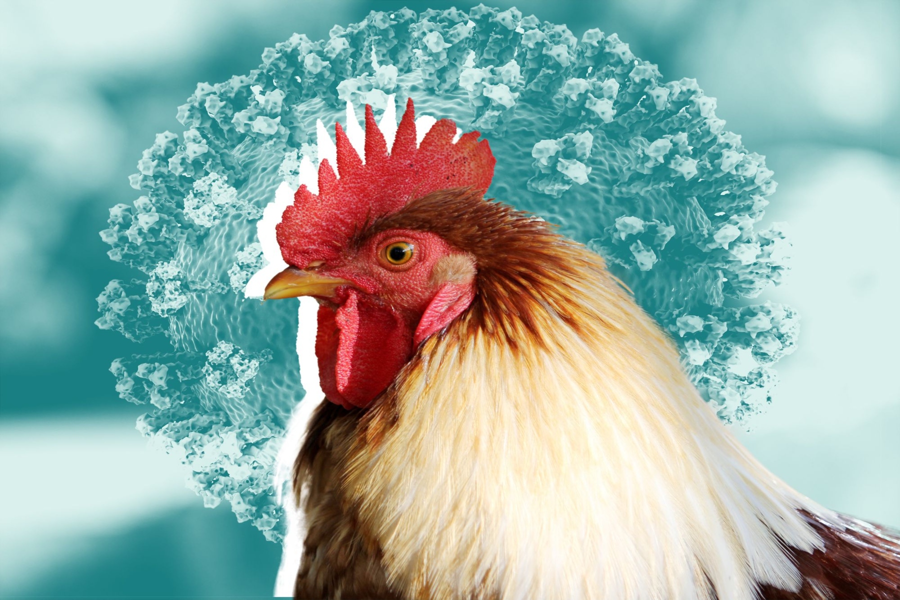 Γρίπη των πτηνών: Πρέπει να ανησυχείτε για μια ενδεχόμενη νέα πανδημία;