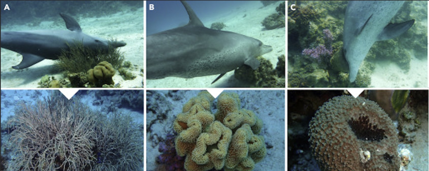 Δελφίνια: Χρησιμοποιούν κοραλλιογενή ύφαλο για τη θεραπεία δερματικών παθήσεων, σύμφωνα με μελέτη