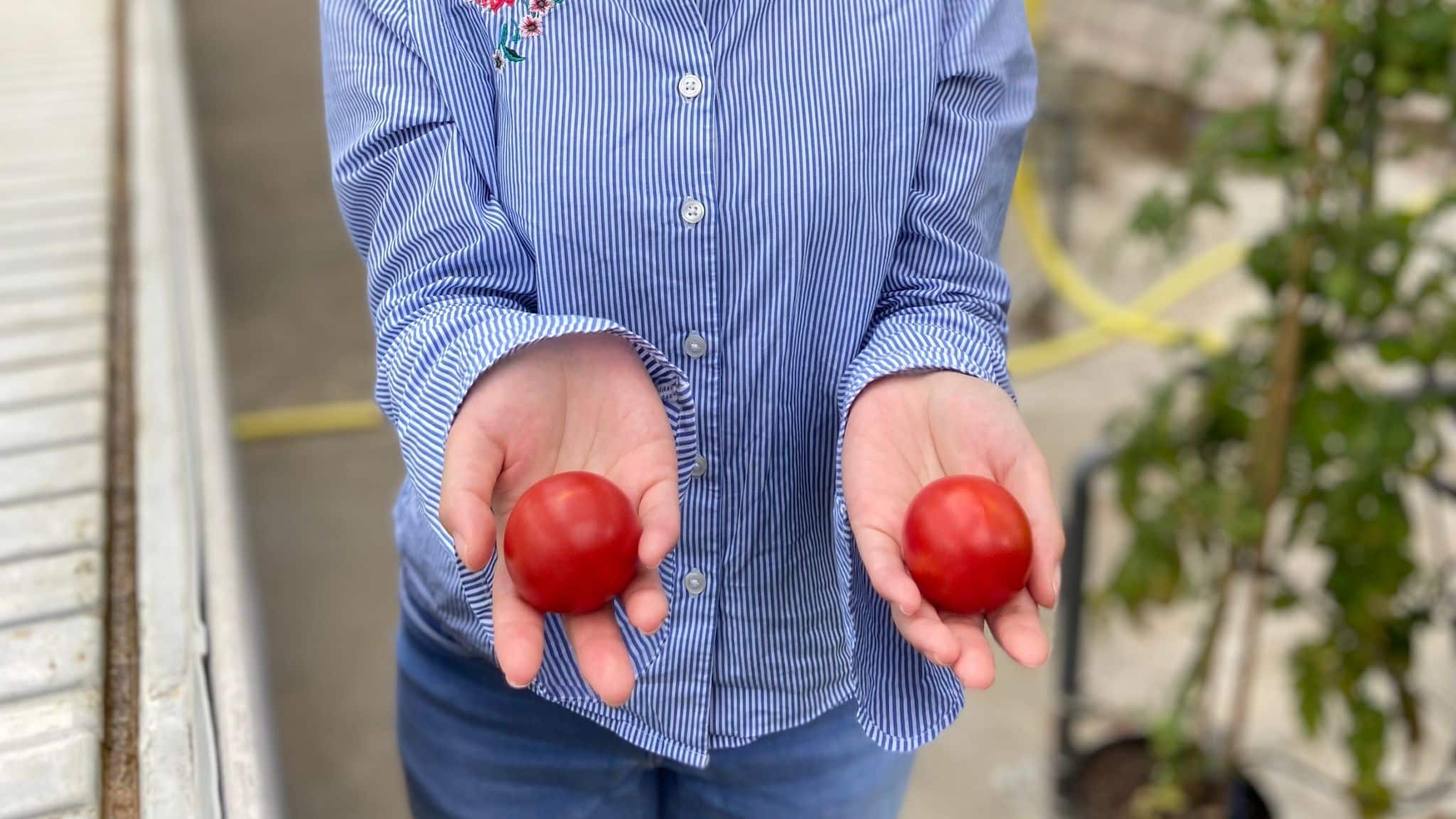 Vegan βιταμίνη D: Επιστήμονες παρήγαγαν ντομάτα που ισοδυναμεί με 2 αυγά