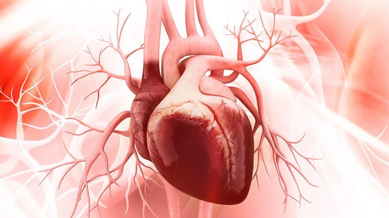 Καρδιακές παθήσεις: Φτάνοντας στη ρίζα λειτουργίας του καρδιακού μυός