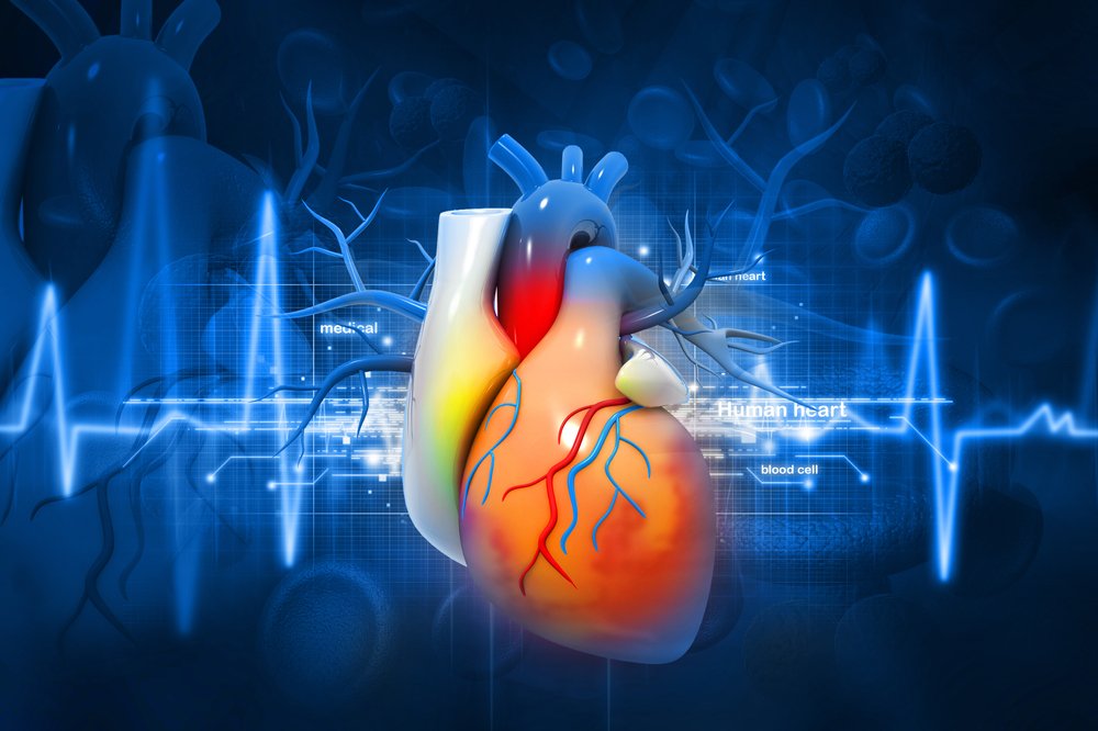 Καρδιακή νόσος: Ερευνητές κατάφεραν να αναγεννήσουν τα κύτταρα της καρδιάς