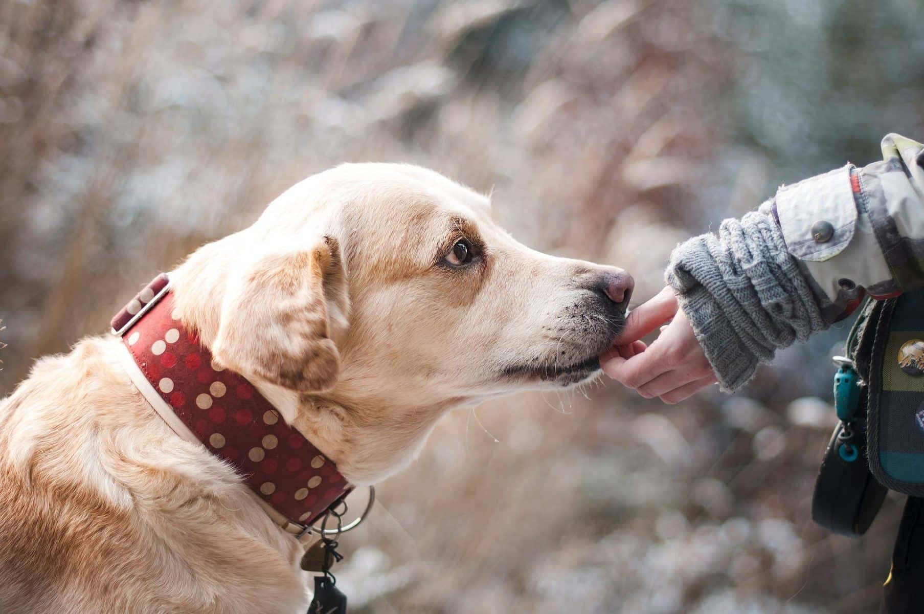 Pet: Τα κατοικίδια συμβάλλουν στην βελτίωση της ψυχικής μας υγείας;