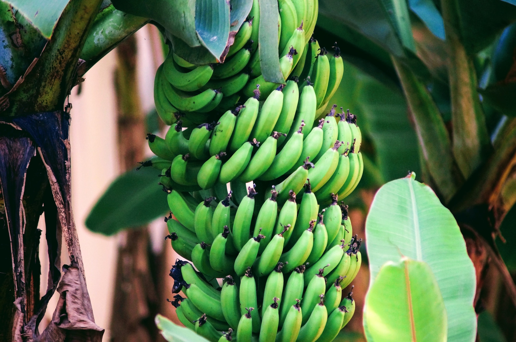 Ανθεκτικό άμυλο: Χάνουν οι μπανάνες τις φυτικές ίνες όταν ωριμάζουν;