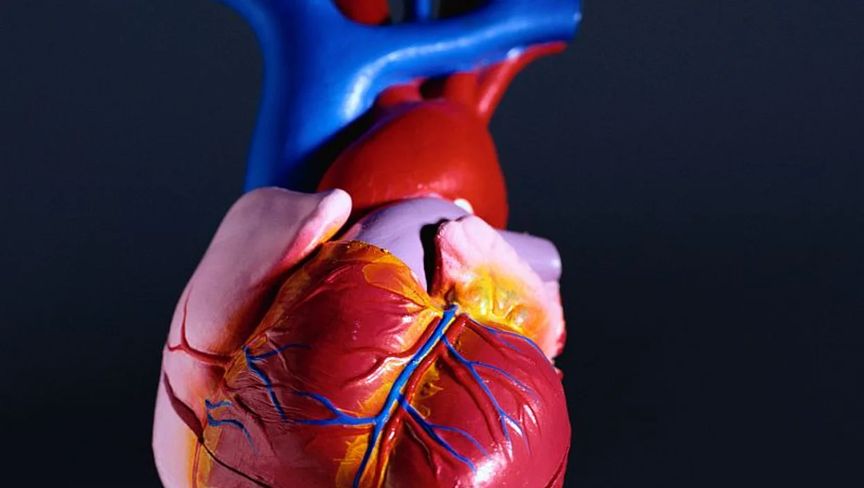 Μυϊκή δυστροφία Duchenne: Μελέτη αποκαλύπτει πώς προκαλεί προβλήματα στον καρδιακό ρυθμό