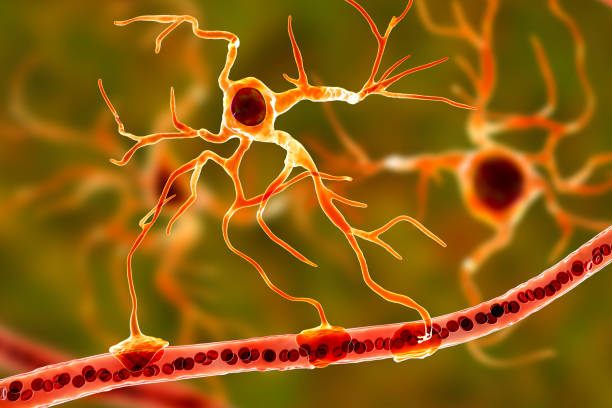 Αστροκύτταρα εγκεφάλου: Στόχος νέων παρεμβάσεων για τη θεραπεία νευρολογικών παθήσεων