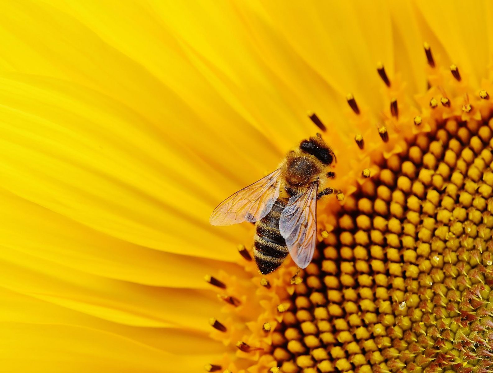 Τσίμπημα μέλισσας: Ποια είναι τα συμπτώματα της αλλεργικής αντίδρασης;