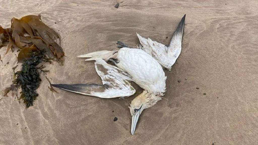 Γρίπη των Πτηνών: Φέρεται να ευθύνεται για χιλιάδες νεκρά θαλάσσια πτηνά που ξεβράστηκαν στην ανατολική ακτή του Καναδά
