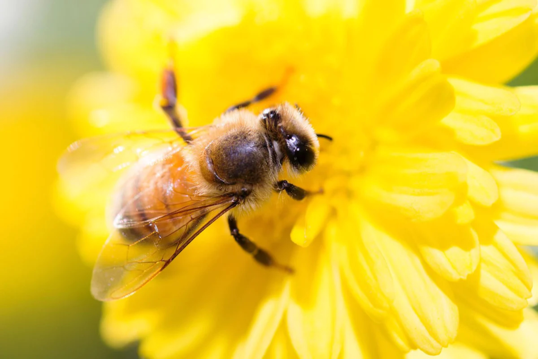 20 Αυγούστου: Γιορτάζουμε την Παγκόσμια Ημέρα Μελισσών