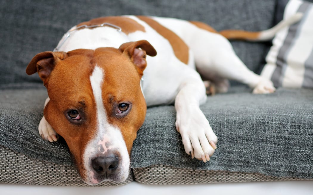 Σκύλος: Μολύνθηκε από ευλογιά των πιθήκων αφού μοιράστηκε το κρεβάτι και έγλειφε τους ιδιοκτήτες