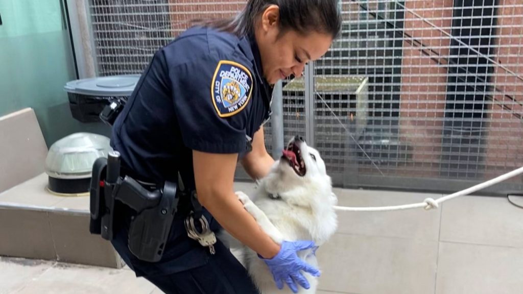 Σκύλος στη Νέα Υόρκη παγιδευμένος σε ζεστό αυτοκίνητο αναρρώνει για ένα μήνα και υιοθετείται από αστυνομικό