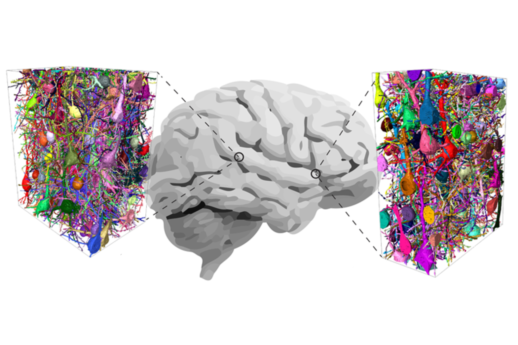 Εγκέφαλος: Η νευροεπιστήμη αναλύει τον ανθρώπινο εγκέφαλο