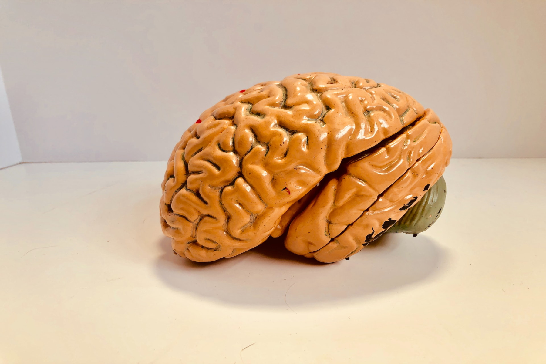 Μελέτη: Ο άνθρωπος σήμερα παράγει περισσότερους εγκεφαλικούς νευρώνες από τους Νεάντερταλ