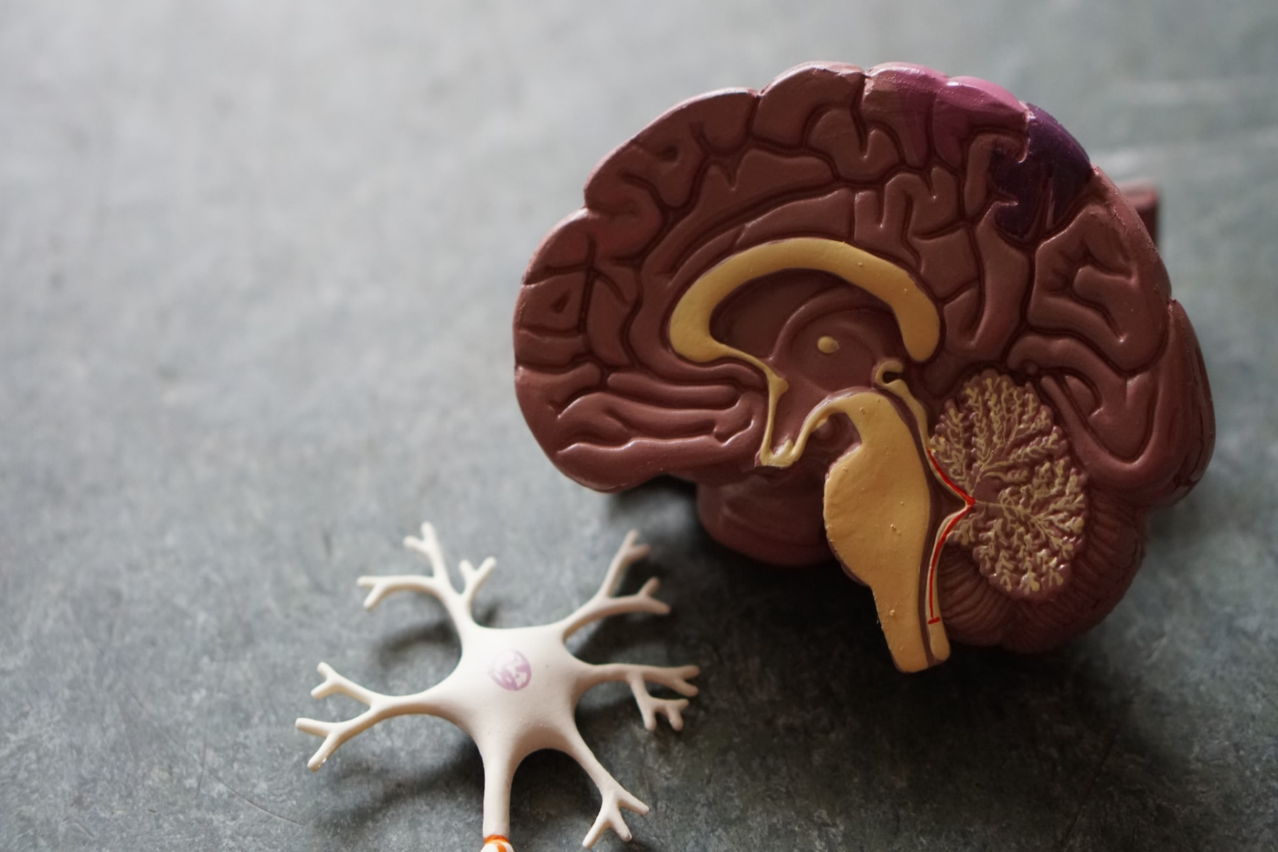 Νευρώνες: Μία συγκεκριμένη πρωτεΐνη στους νευρώνες συνδέεται με νευροεκφυλισμό