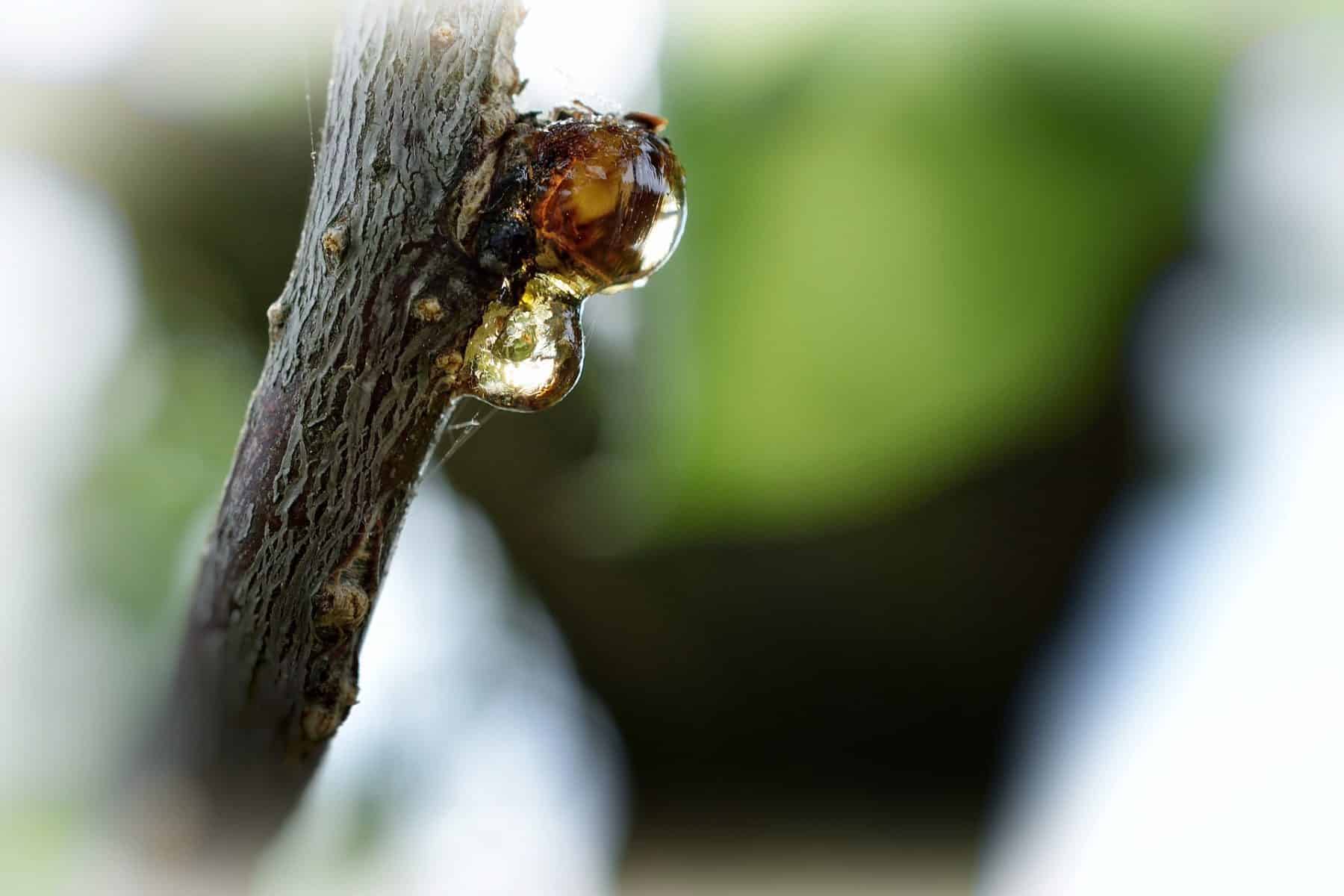 Δέρμα: Τοπική αλοιφή από χυμό δέντρων για τη θεραπεία δερματικών λοιμώξεων