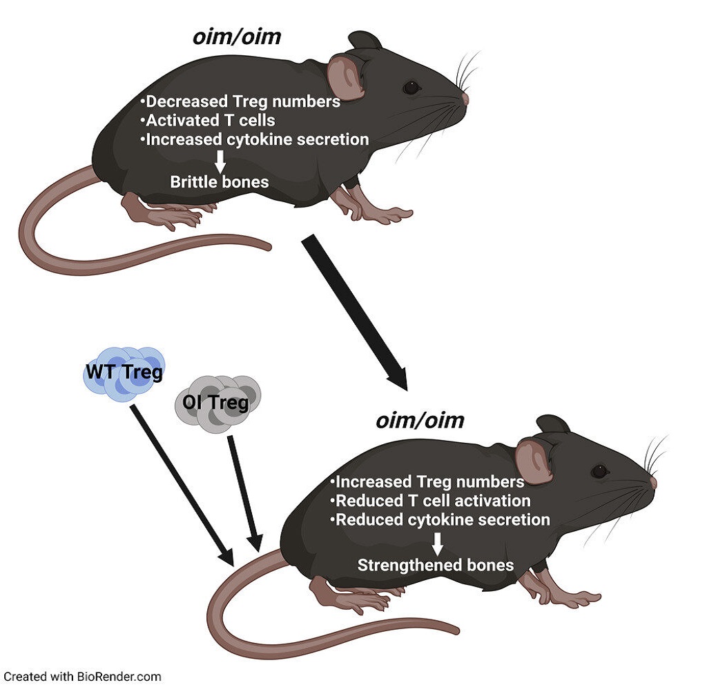 Νόσος Εύθραυστων Οστών: Αποτελεσματική η μεταμόσχευση κυττάρων Treg στη θεραπεία της σε μοντέλο ποντικού