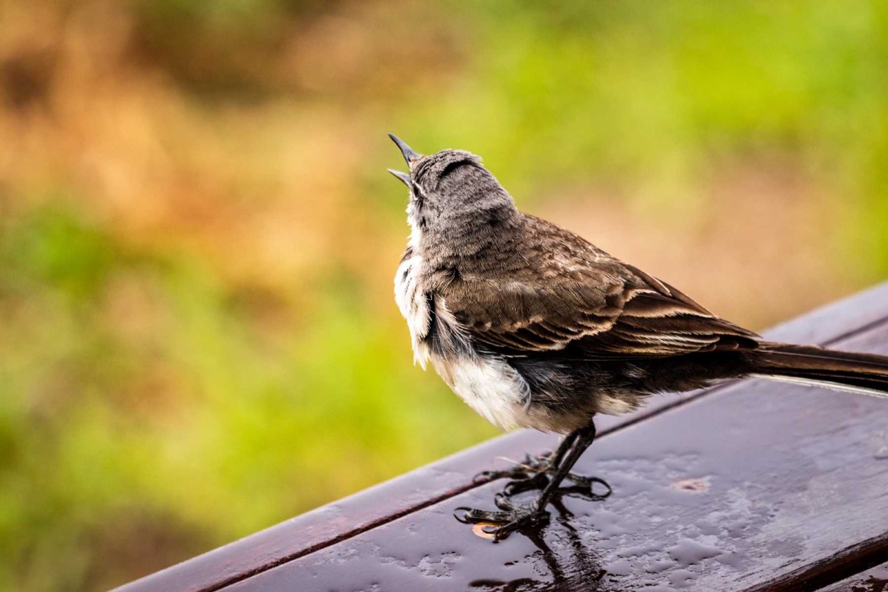 Ψυχική ευεξία: Το να βρίσκεστε κοντά σε πουλιά συνδέεται με διαρκή οφέλη για την ψυχική υγεία