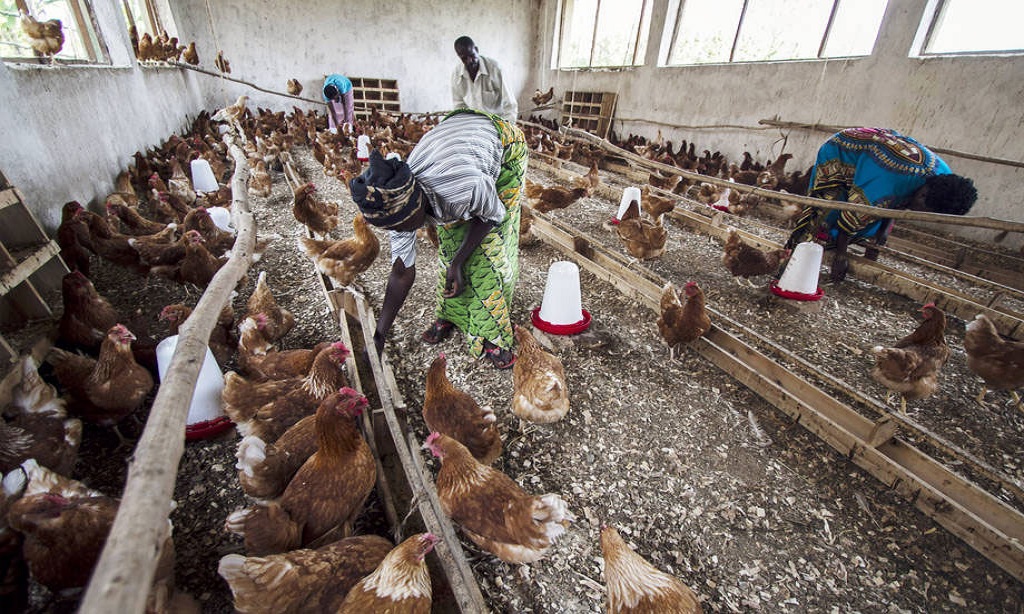 Μεξικό: Αναφέρει την πρώτη μόλυνση από τη γρίπη των πτηνών H5N1