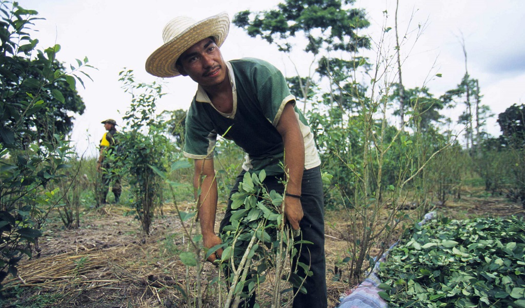 Κολομβία: Σπάει το ρεκόρ καλλιέργειας κόκας, καταγγέλλοντας τον “πόλεμο κατά των ναρκωτικών”