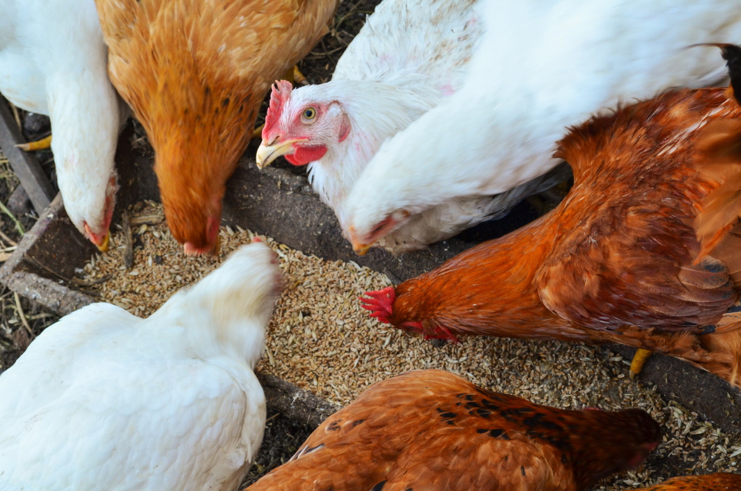 Γρίπη των Πτηνών: Οι πτηνοτρόφοι του Η.Β απαιτούν από την κυβέρνηση να εκδώσει εντολή στέγασης λόγω της αύξησης των κρουσμάτων
