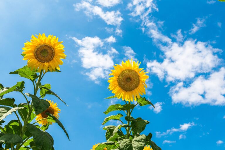 Sunflower Theory: Η viral θεωρία που έγινε σύμβολο της αληθινής αγάπης