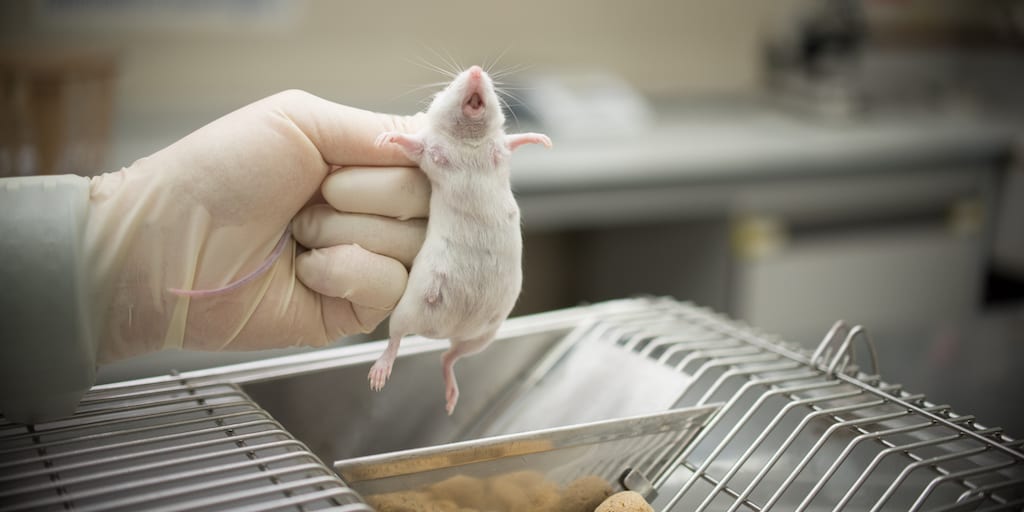 Ερευνητές: Διαπιστώνουν ισχυρότερη ανοσολογική απόκριση κατά του ιού του απλού έρπητα 2 σε παχύσαρκα ποντίκια