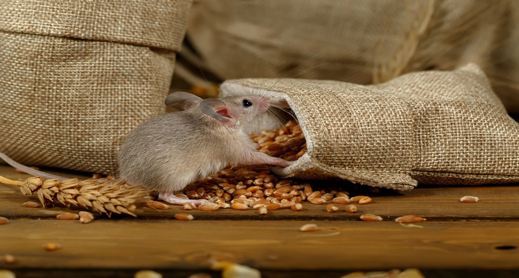 Γρίπη: Εργαστηριακά ποντίκια που τρέφονται με επεξεργασμένα τρόφιμα αντιμετωπίζουν χειρότερα τη νόσο από ό,τι εκείνα που τρώνε δημητριακά