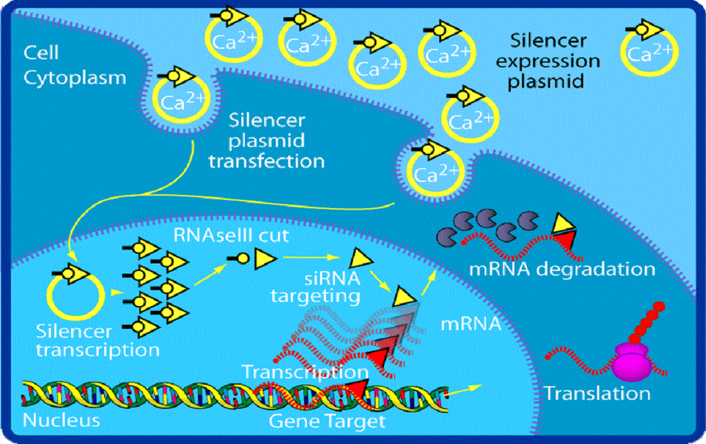 Ινστιτούτο Καρδιάς Smidt Cedars-Sinai: Ερευνητές ανακαλύπτουν νέο μηχανισμό για την ενίσχυση των θεραπειών RNA