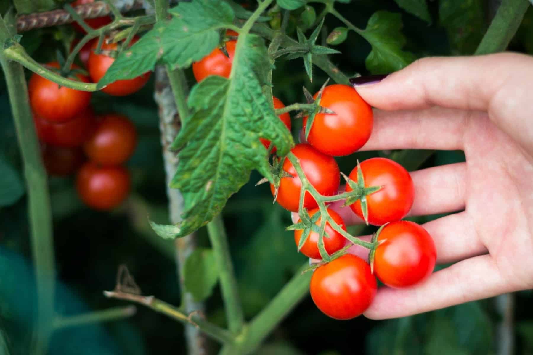 Λαχανικά: Γιατί τα ντοματίνια θα αλλάξουν τη γεύση στο φαγητό σας;