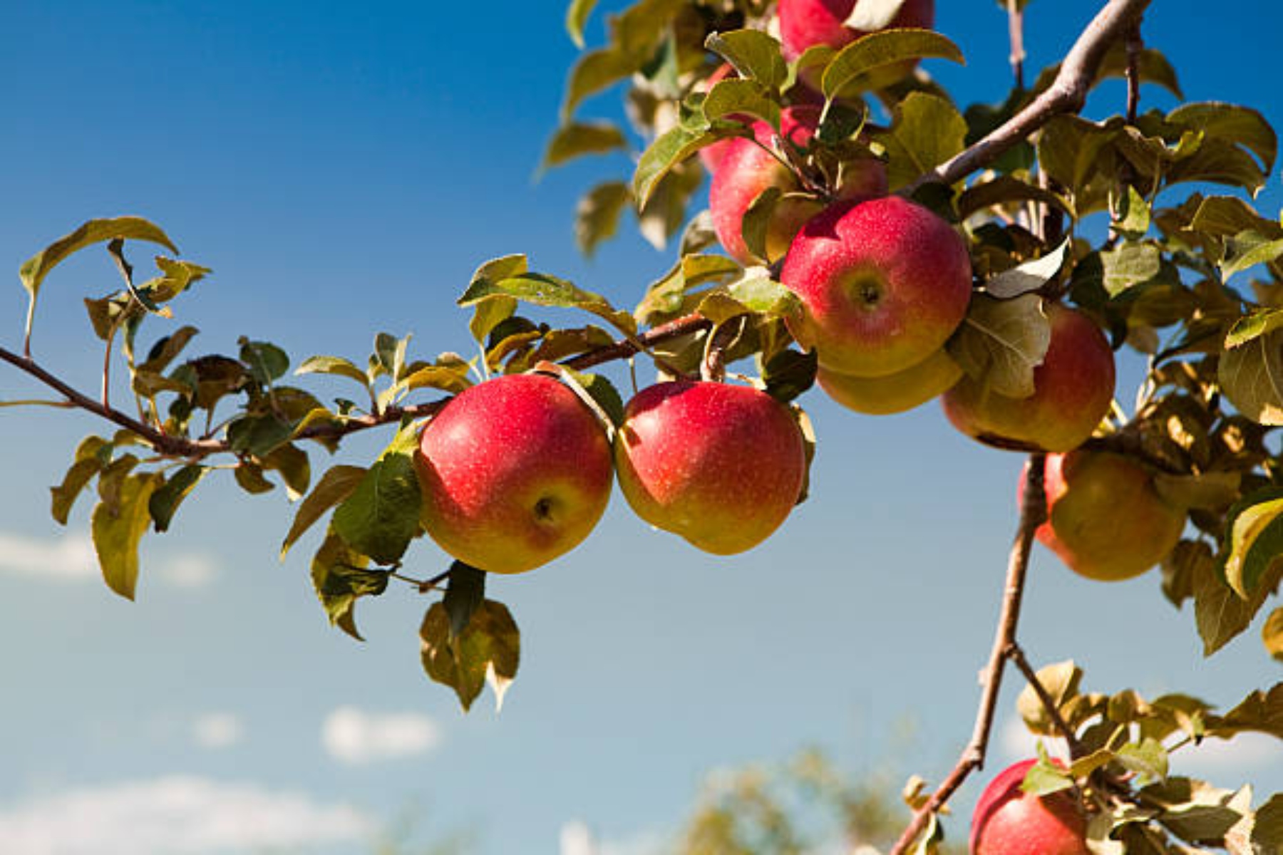 Μήλο: Γιατί πρέπει να εντάξουμε τα μήλα στην διατροφή μας;