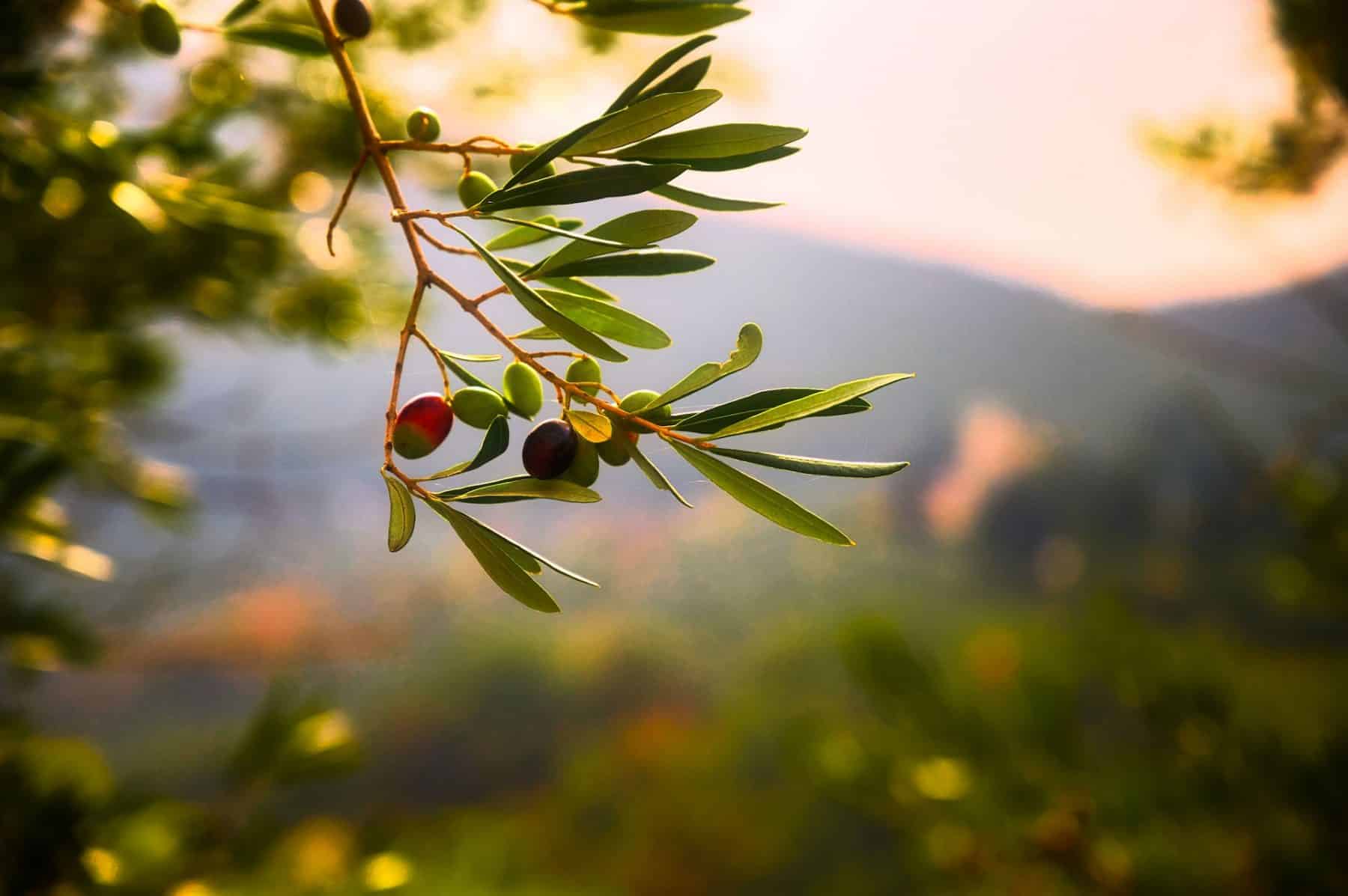 Λάδι: 3 εκπληκτικά οφέλη για την υγεία του ελαιολάδου