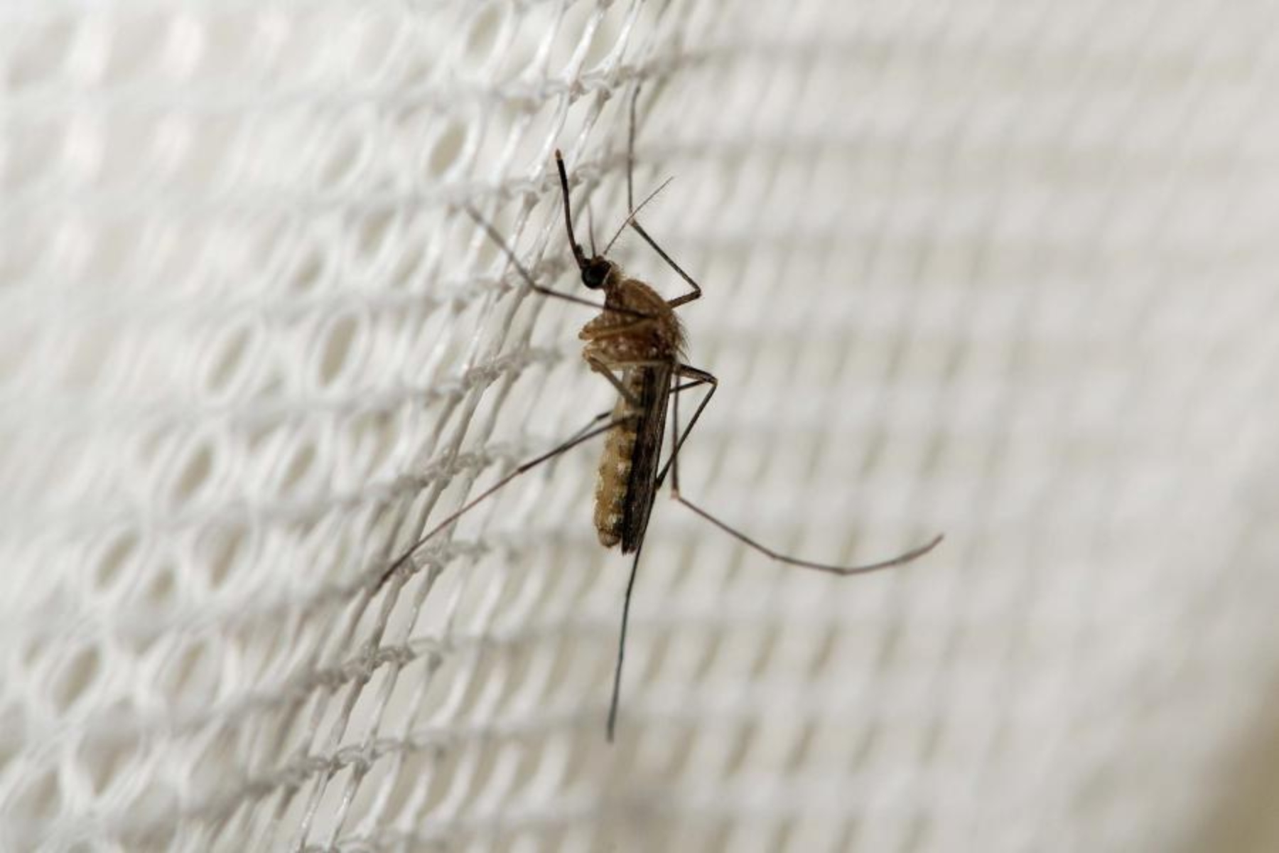 Ελονοσία: Μη επεμβατική συσκευή ελέγχου χρησιμοποιεί φως για τη διάγνωση