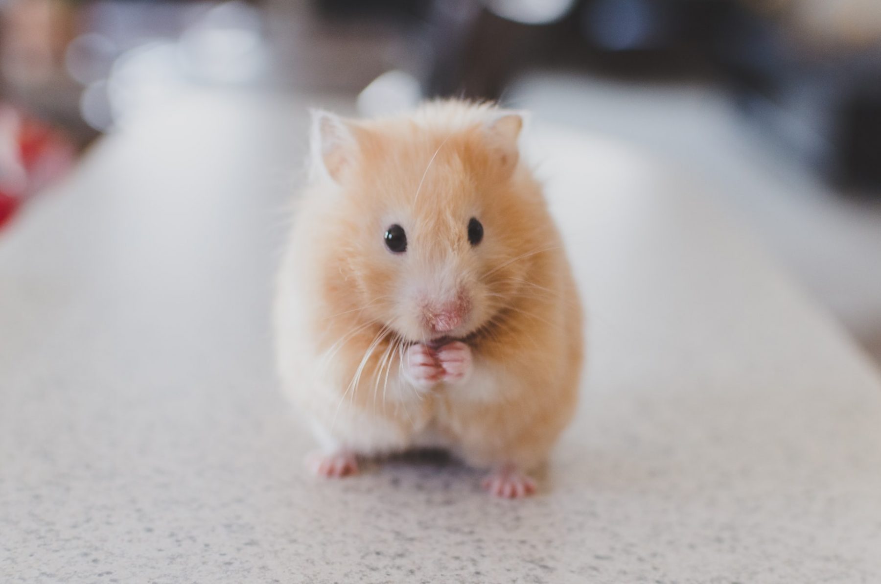 Επιμήκυνση ζωής: Οι επιστήμονες ανέτρεψαν τη γήρανση σε ποντίκια. Στους ανθρώπους;
