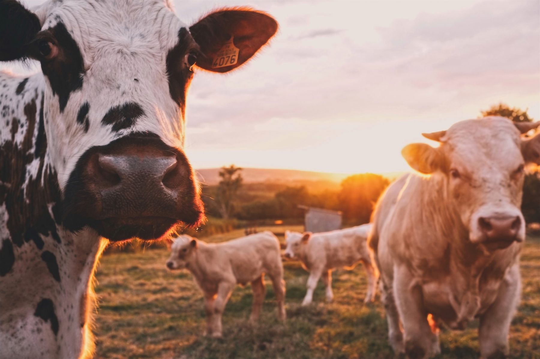 Έξυπνα αγρoκτήματα: Σαρωτές τεχνητής νοημοσύνης παρακολουθούν την υγεία των αγελάδων
