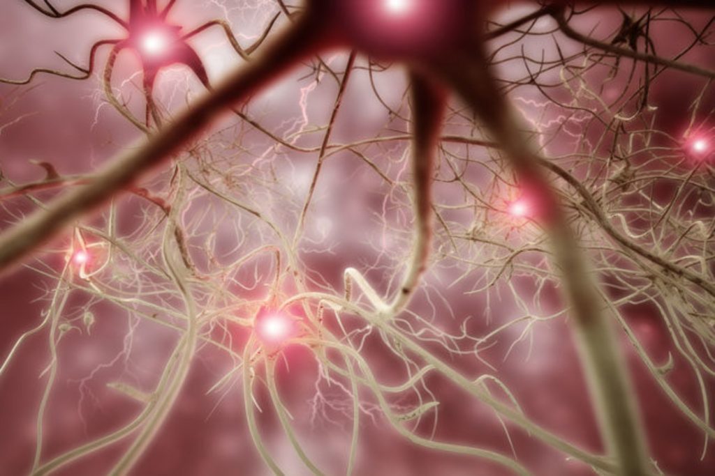 Μανιτάρια βελτιώνουν τη μνήμη ενισχύοντας την ανάπτυξη των νεύρων