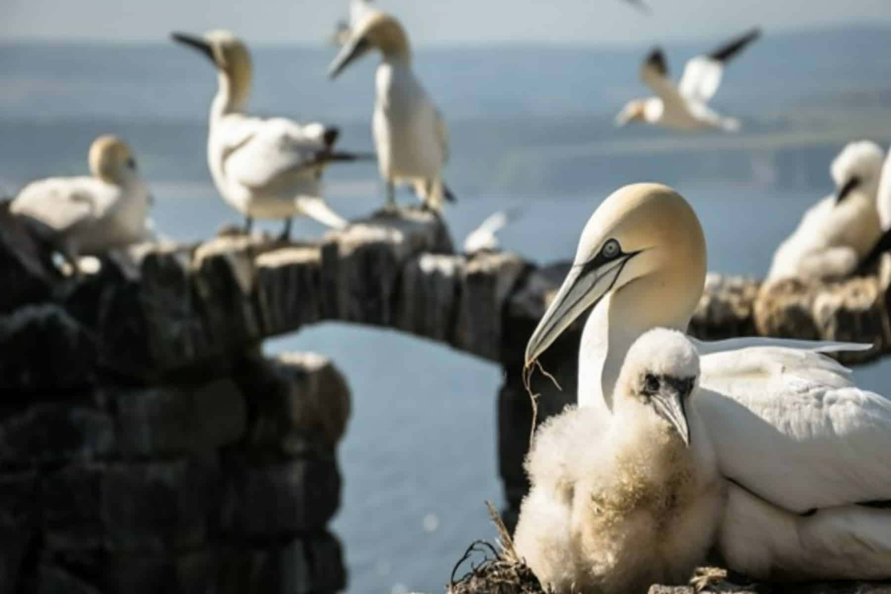 Γρίπη των πτηνών: Καθώς εξαπλώνεται στα θηλαστικά, οι υγειονομικοί συνιστούν προσοχή