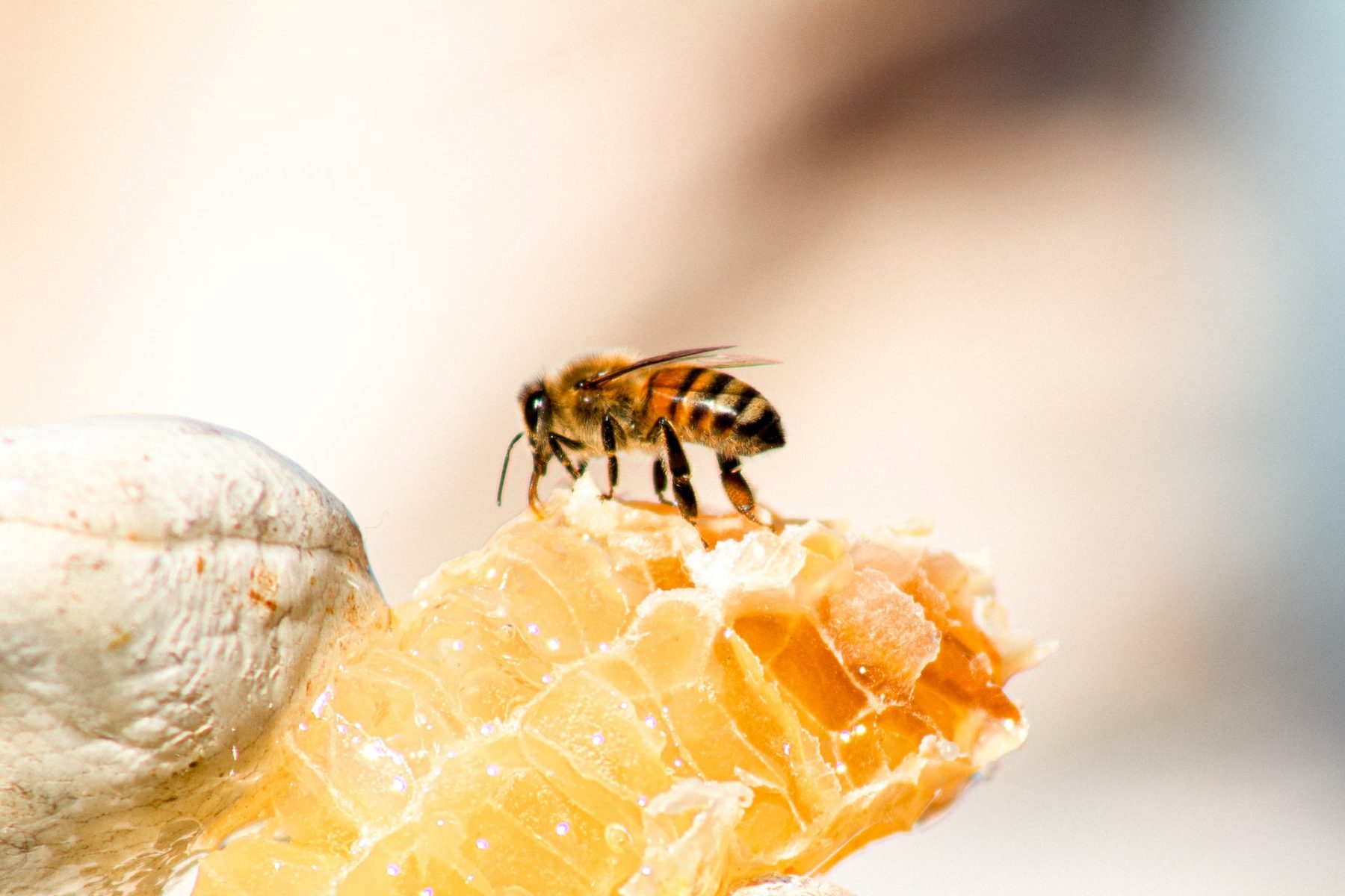 Μέλι: Τα οφέλη του μελιού για την υγεία