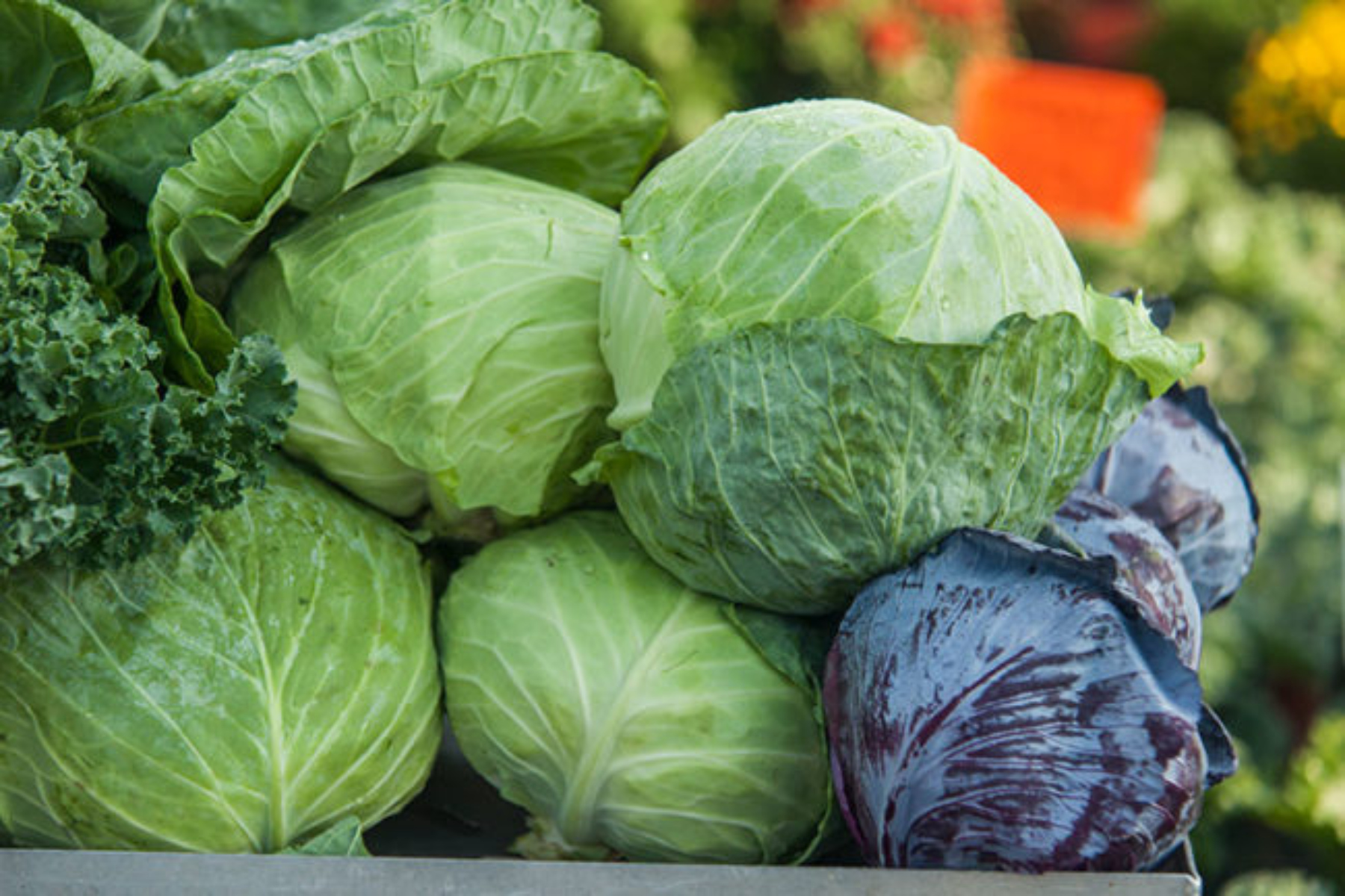 Λάχανο: Ποιο λαχανικό είναι πλούσιο σε θρεπτικά συστατικά;