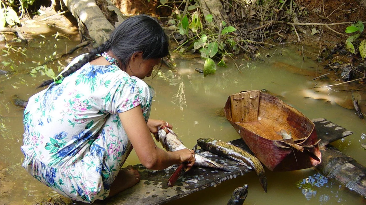 Ιθαγενείς: Για ενδείξεις για υγιή γήρανση του εγκεφάλου, ανατρέξτε στον Αμαζόνιο της Βολιβίας