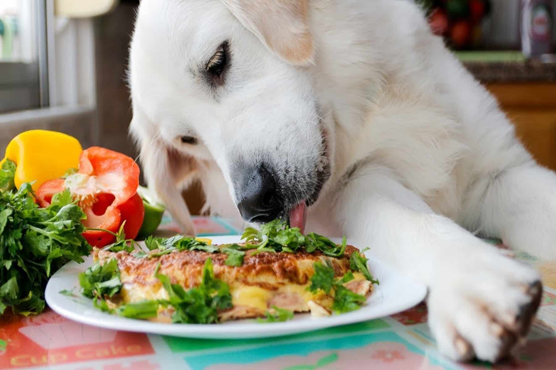 Pet friendly συνταγή: Πώς να φτιάξετε μίνι ομελέτες για τον σκύλο σας;