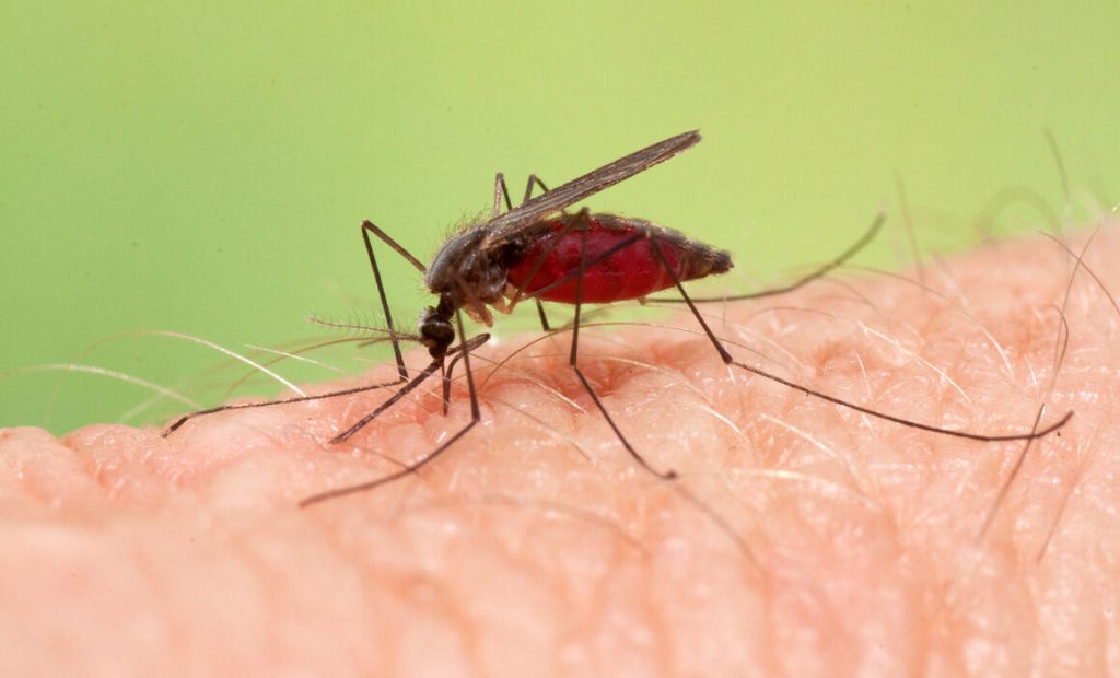 Εντοπισμός της ελονοσίας και των κουνουπιών με τη βοήθεια εγκύων γυναικών και κατοίκων πόλεων