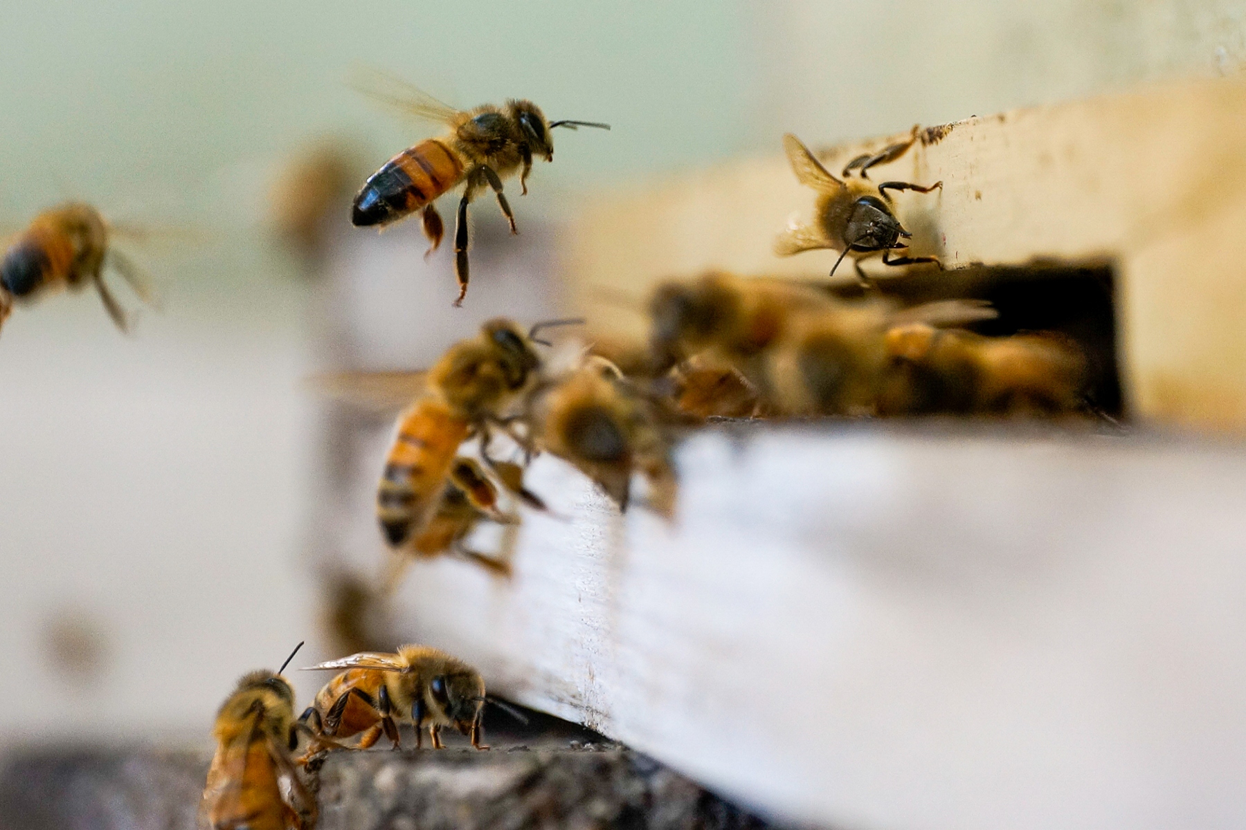 Μέλισσες: Επιστημονικοί δειγματολήπτες για το μικροβίωμα κάθε πόλης