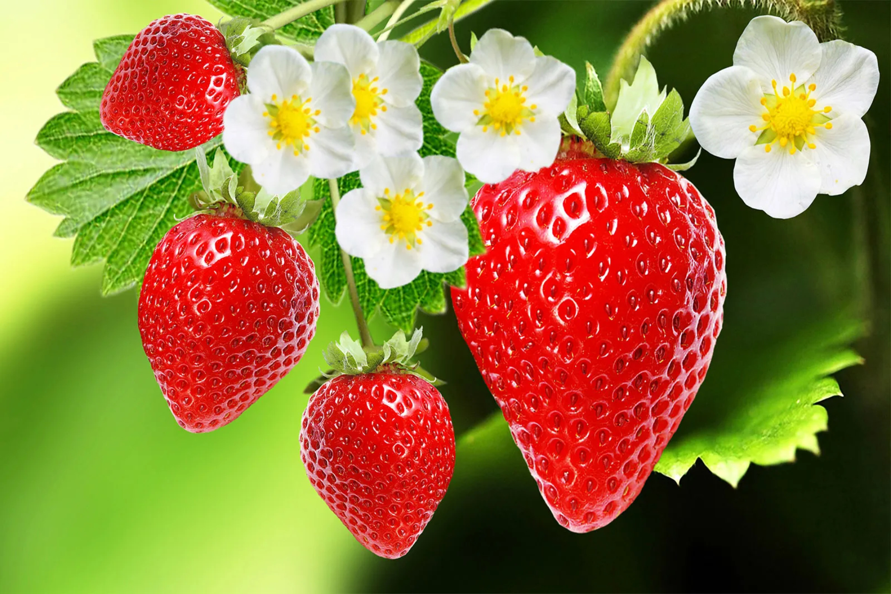 Φράουλες: 5 Λόγοι για να καταναλώνετε φράουλες