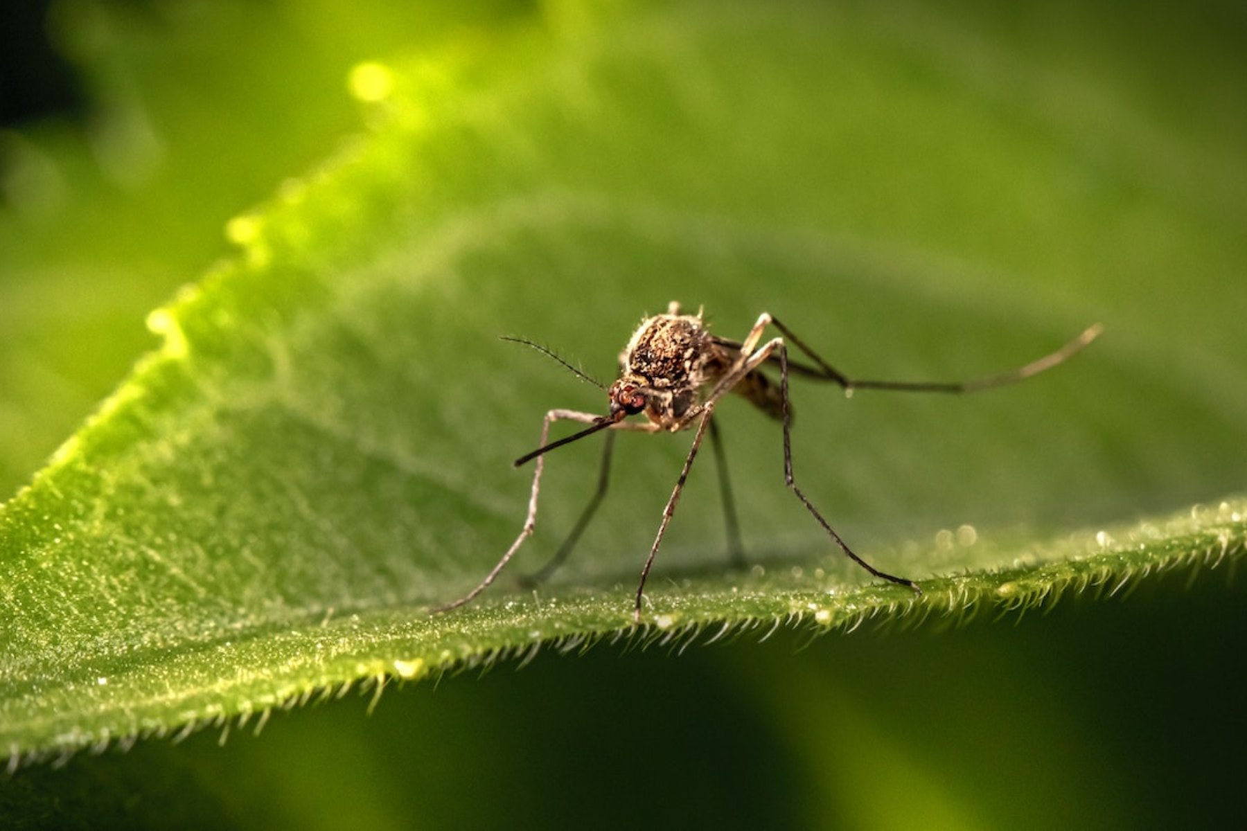 Δάγκειος Πυρετός: Πώς ο δάγκειος πυρετός μεταδίδεται από τα κουνούπια;