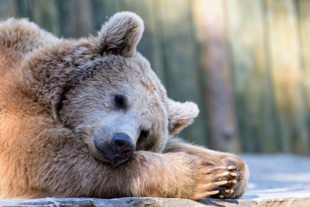 Οι αρκούδες σε χειμερία νάρκη μπορεί να μας βοηθήσουν με τους θρόμβους αίματος