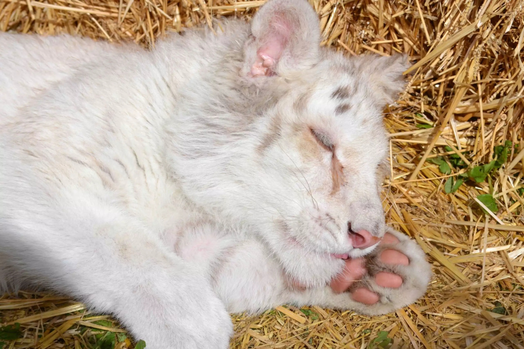 Λευκό τιγράκι: Σε ευθανασία οδηγείται λόγω του συνεχούς πόνου