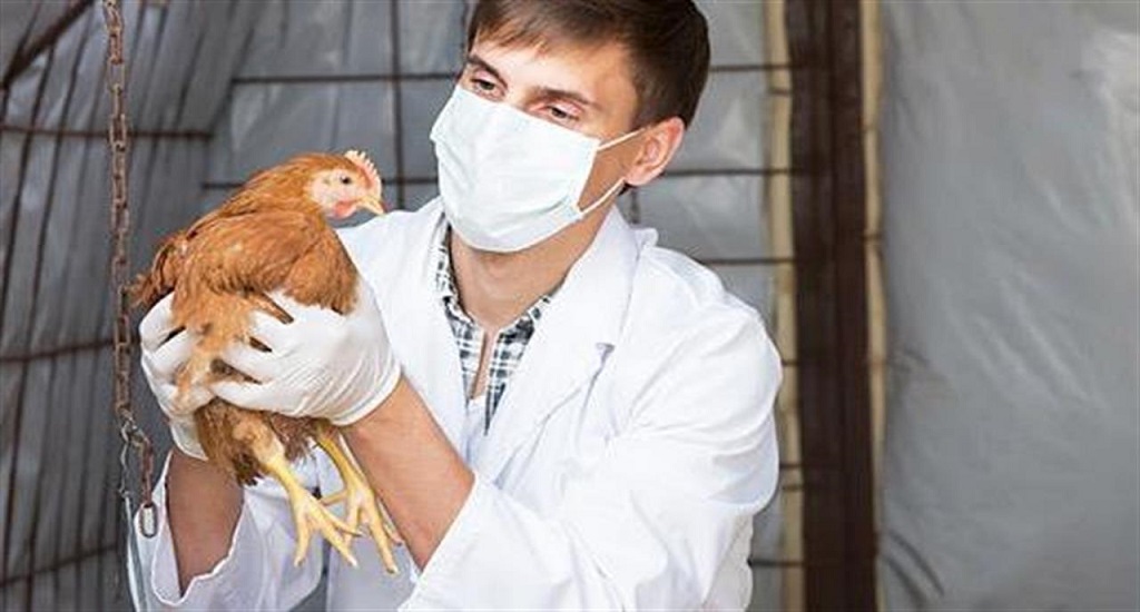 Γρίπη των Πτηνών: Μειώνεται ο αριθμός των κρουσμάτων της νόσου στα πουλερικά στην Ευρώπη