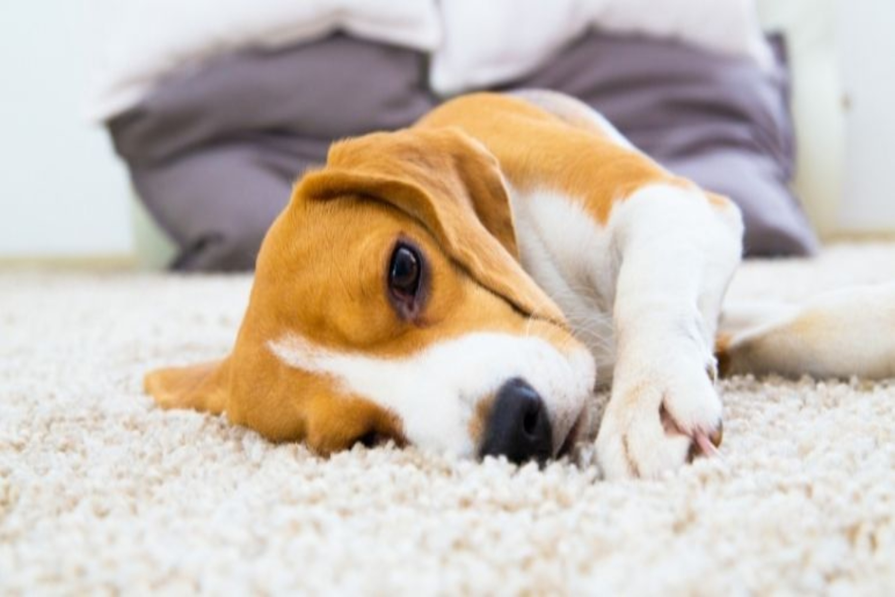 Κατοικίδια ευεξία: Γιατί ο σκύλος μου ξαφνικά φοβάται να ανεβαίνει στα έπιπλα;