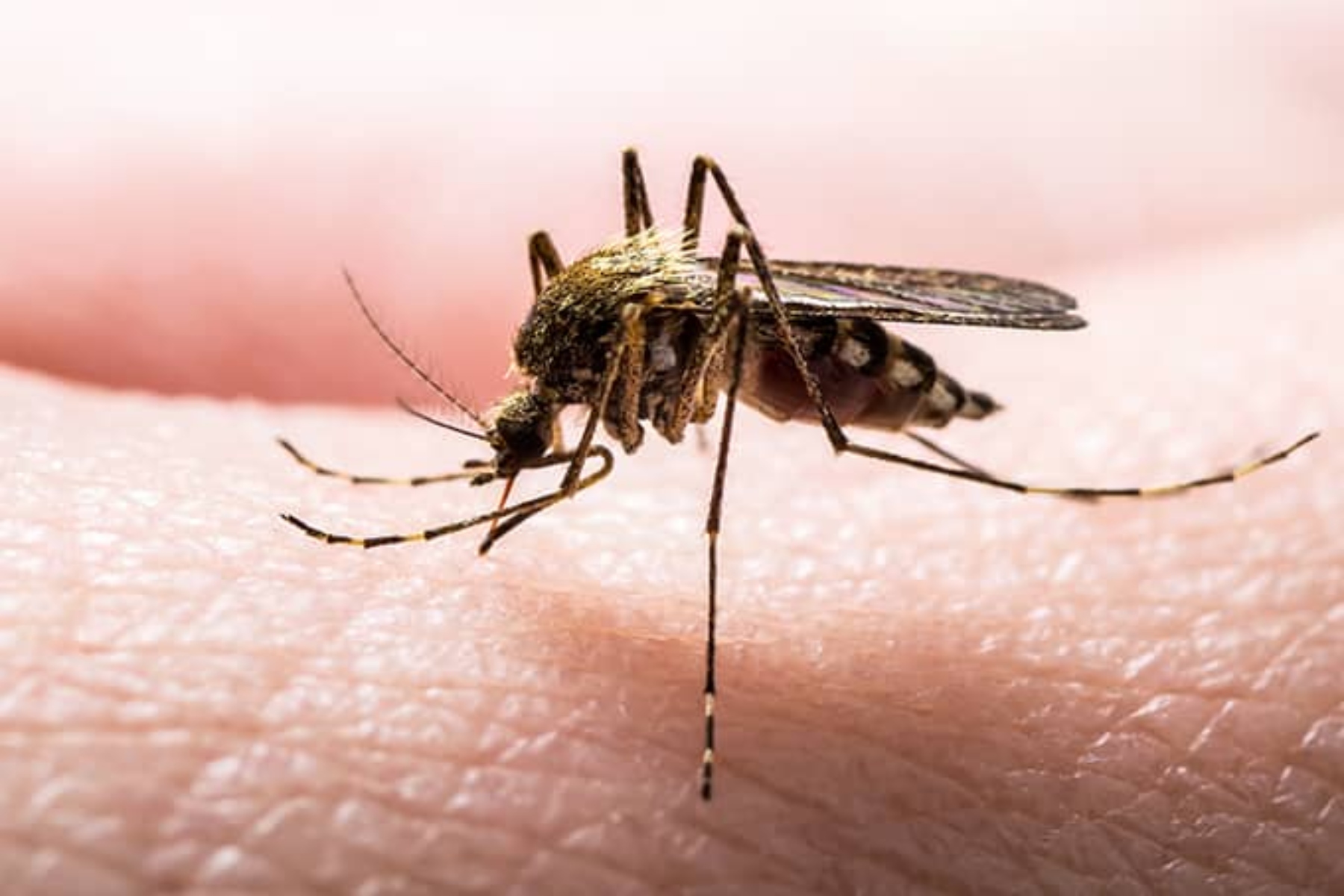 Κουνούπια μυρωδιά: Τι ελκύει τα κουνούπια στην μυρωδιά του ανθρώπινου σώματος;